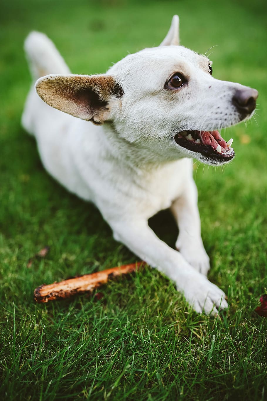 dog-pet-animal-fun.jpg